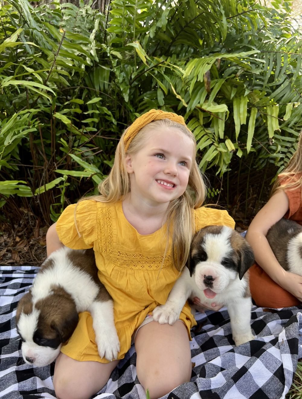 saint bernard puppy home