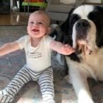saintbernardpuppyhome