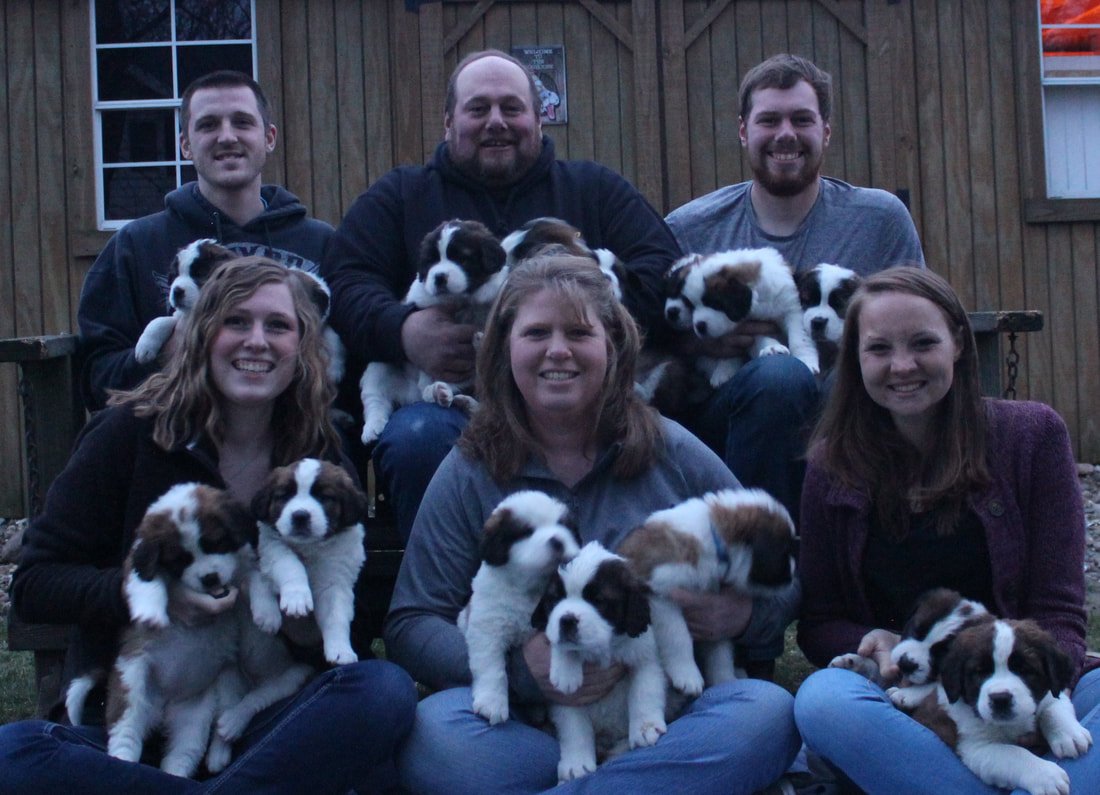 saint bernard puppy home