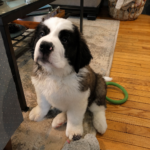 rosie