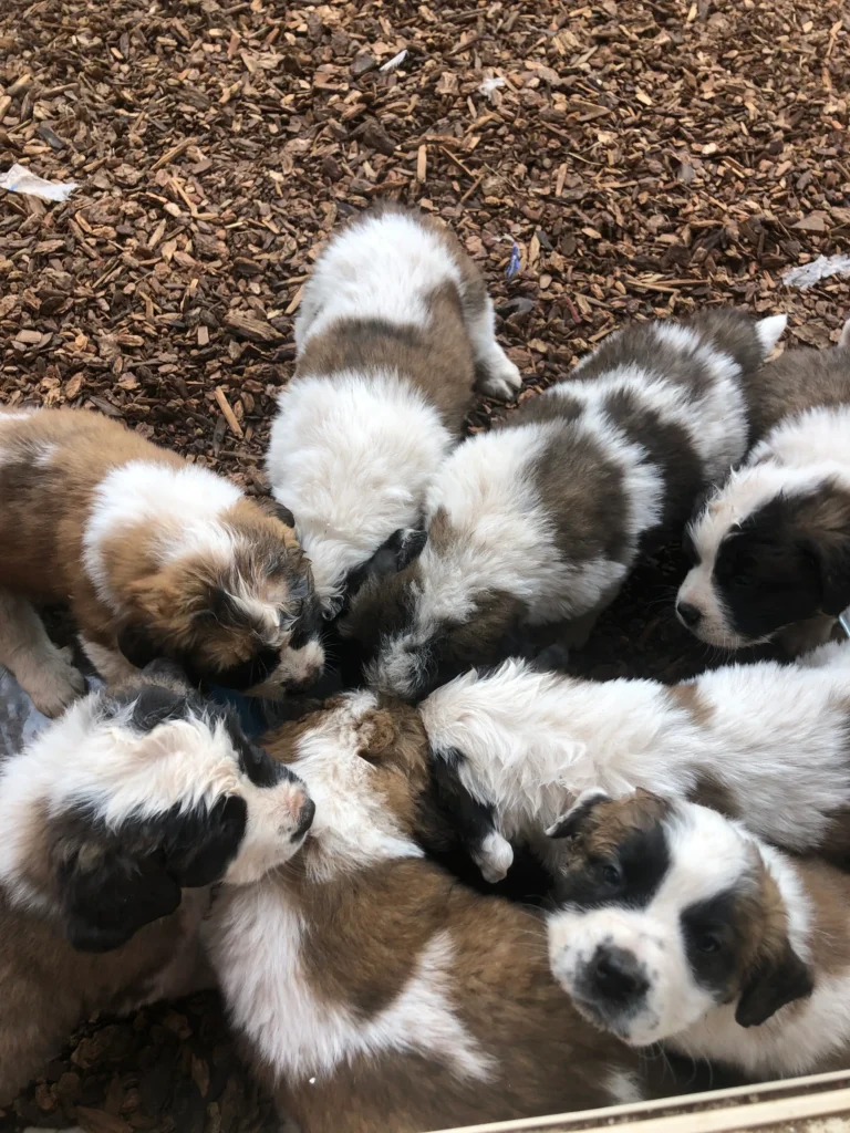saint bernard puppy home