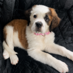 winnie